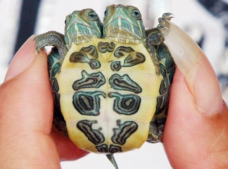 Two-head turtle in Chaohu