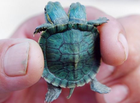Two-head turtle in Chaohu