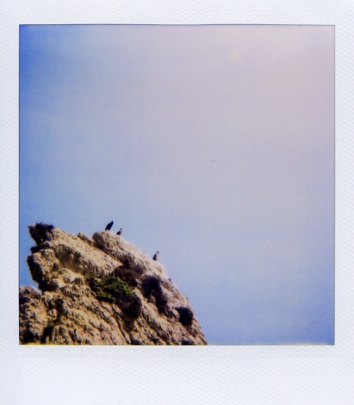 birdsonrock