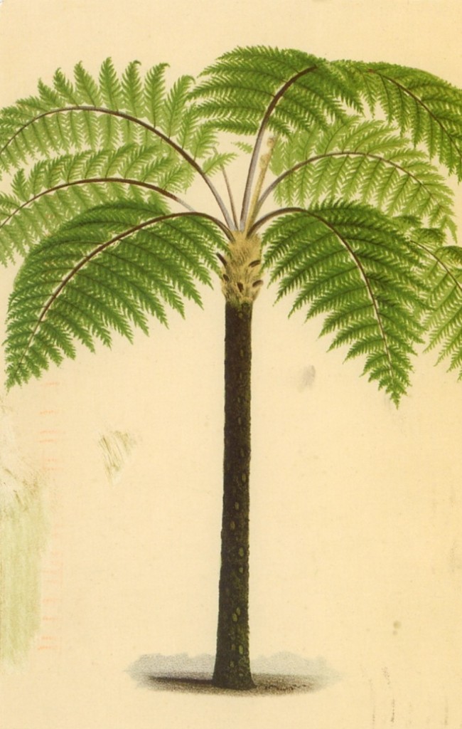 palmtree