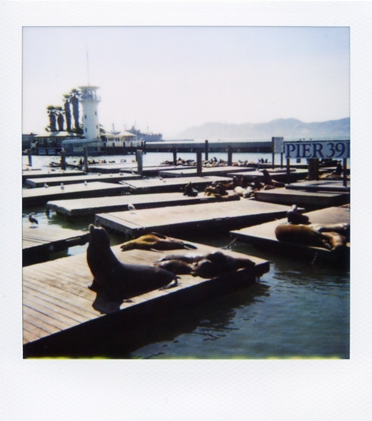 seals