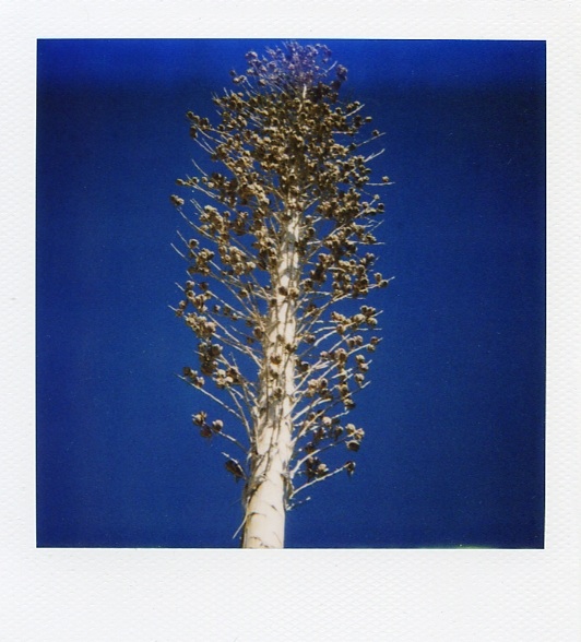 treesky