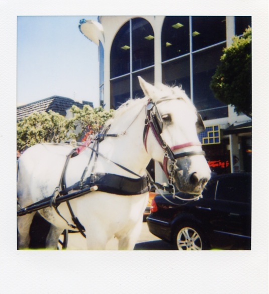 whitehorse